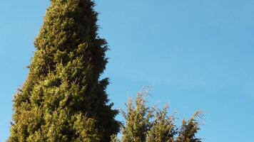 Tree swaying with the wind. Media. Green thuja tree on the blue sky background. video