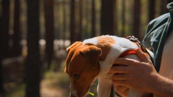 Man holds beautiful dog in arms. Stock footage. Beautiful Jack Russell terrier on hands in park. Man holds dog with grass in teeth on hands in park in summer video
