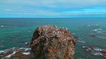 Top view of rocky cliff with seagulls on seascape background. Clip. Seagulls sit on top of rocky cliff in sea. Beautiful rocky cliff on north coast with seagulls on background of sea horizon video