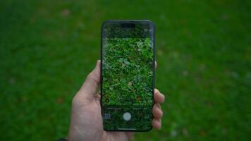China, Beijing - September 15, 2023. iPhone 15 Pro screen shooting grass. Action. Close-up of phone display taking pictures of nature. Clear image on screen of shooting phone video