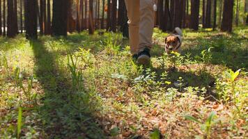 Man walks with dog on leash in woods. Stock footage. Man walks dog that eats grass in forest. Dog eats grass while walking in woods on sunny summer day video