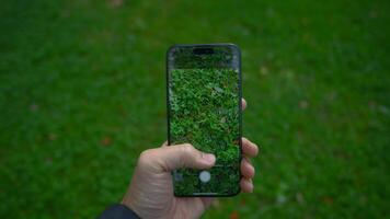 China, Beijing - September 15, 2023. iPhone 15 Pro screen shooting grass. Action. Close-up of phone display taking pictures of nature. Clear image on screen of shooting phone video