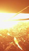 Glowing Embers in a Forge The Heart of Metalworking and the Passion of Craftsmen. Stock Clip video