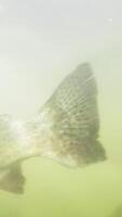 Experiencing an exhilarating underwater encounter with colorful fish in murky depths. Stock Clip video