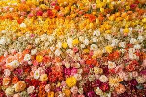 A vibrant tapestry of multicolored flowers in full bloom, creating a stunning gradient of nature's beauty photo