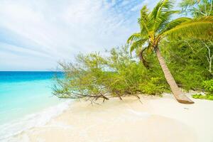 A beach with a palm tree on the sand photo