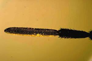 Insect on Colorful Ink. A Macro Photography Shot of a Feathered Writing Tool photo