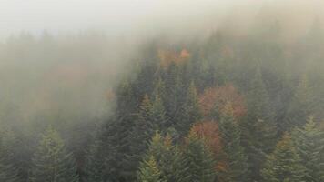 Misty forest with evergreen trees in autumn. A serene mist-covered forest featuring dense evergreen trees interspersed with autumn foliage. video