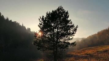 Tree silhouette in morning light, A solitary tree stands tall on a hillside, with sunlight streaming through its branches against a backdrop of misty forest and soft morning light. video
