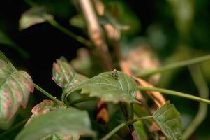 Insect on Leaf of Flowering Plant with Twig and Grass Background photo