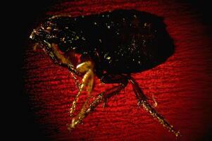 Insect Fossil Encased in Amber Resembling an Astronomical Object in Darkness photo