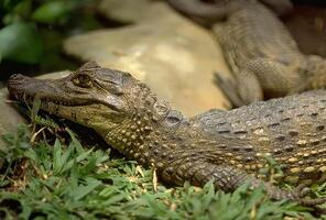 Reptile Close-Up on Grass Surrounded by Plants and Trees photo