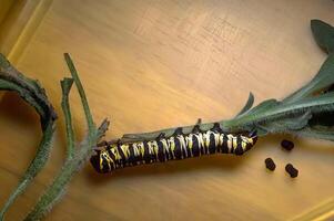 Caterpillar on a Twig with Reptile Nearby in Macro Photography photo