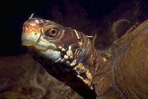 Underwater Close-up of a Colorful Reptile and Fish in their Marine Habitat photo