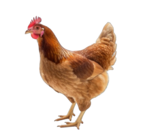 Collection of . Hen, isolated on a transparency background. png