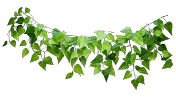 Collection of . Green Leaves Javanese Treebine or Grape Ivy Cissus, isolated on a transparency background. png