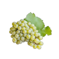 Collection of . A Cluster of Green Grapes with Leaf, isolated on a transparency background. png
