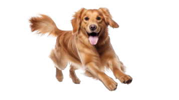 Collection of . Golden Retriever, Dog Running and Jumping, isolated on a transparency background. png