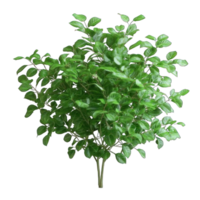 Collection of . Green Bush Rounded, isolated on a transparency background. png