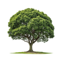 A tree with green leaves isolated on transparent background png