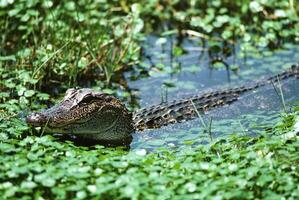 Serene Habitat. American Alligator and Nile Crocodile in Tranquil Waters photo