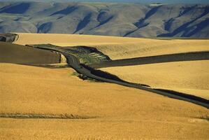 Serene Horizon Over Lush Grasslands and Sloping Terrain photo
