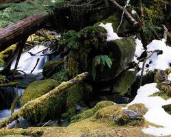 Lush Greenery and Rugged Terrain. A Close-Up of Branches and Grass in a Natural Landscape photo