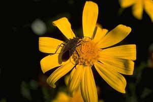Bee on Colorful Flower Petals Against a Clear Sky photo