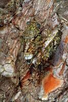 Close-up of an Insect on a Tree Trunk photo
