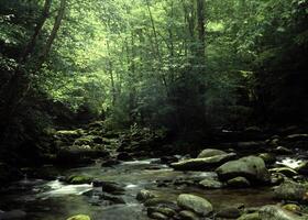 Serene Waterway Surrounded by Diverse Plant Communities and Rustic Tree Branches photo