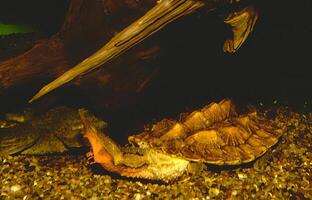Underwater Leaf with a Reptile and Marine Life photo