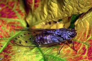 Bee on a Leaf. The Role of Insects in Nature and Botany photo