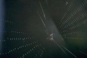 Spider and spider web close view background photo
