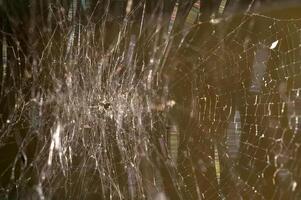 Spider and spider web close view background photo