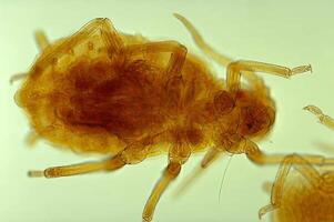 Insect in Amber. Detailed Illustration of a Flea and Other Arthropods photo