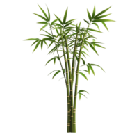 Bamboo Tree on Transparent Background png