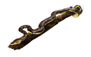 A Golden Reticulated Python, Boa Constrictor crawling on logs png