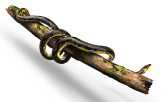 3d Illustration of A Golden Reticulated Python, Boa Constrictor The World's Biggest Snake is slithering Rolling around on a log png