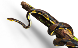 A Golden Reticulated Python, Boa Constrictor The World's Biggest Snake Isolated Background. png