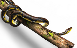 A Reticulated Python, Boa Constrictor Snake Isolated Background. png