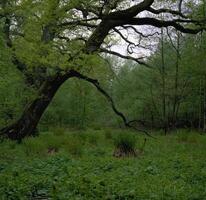 Lush Green Tree in Natural Landscape photo