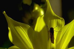 A Vibrant Flower Bloom with Bees in a Sunny Garden photo