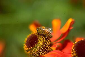 Bumblebee Pollinating a Colorful Flower in Close-Up View photo