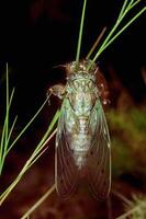 Bees and Insects on Terrestrial Plants. A Close-Up Look at Pollination and Pest Interactions photo