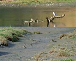 Tranquil Waters. A Scenic View of a Serene Lake with Wildlife and Flora photo