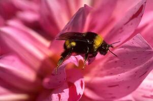 Bees Pollinating Pink Flower in Bloom photo