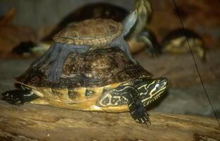 Tortoise Close View with Textured Shell in Natural Setting photo
