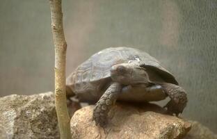 Tortoise Close View with Textured Shell in Natural Setting photo