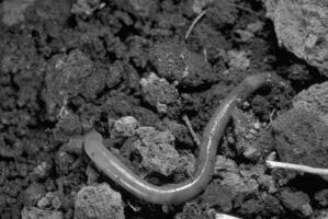 Worms in the ground close view black and white monochrome grayscale background photo
