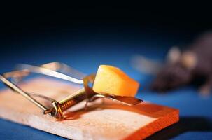 Cheese Trap. Mouse Trap with Bait photo